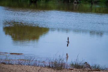 Bird Skimming Across the Calm Waters of Yala National Park, Sri Lanka