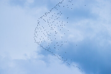 Flock of Birds Flying in Formation Across a Clear Sky