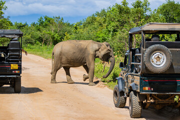 ild Asian Elephant Blocking Safari Jeep in Yala National Park, Sri Lanka © sajis