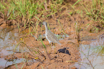 Marsh Sandpiper Standing in Wetlands of Yala National Park, Sri Lanka