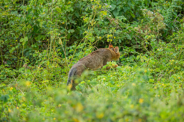 Wild Jungle Cat Stealthily Moving Through Greenery in Yala National Park, Sri Lanka