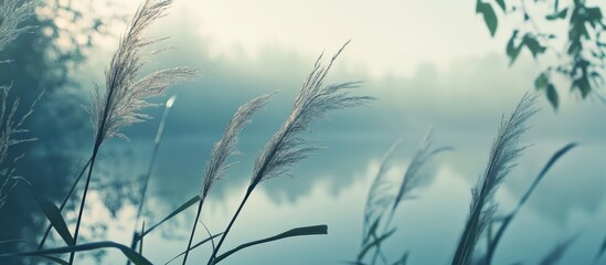 Misty Lake with Reeds in Foreground and Foliage Silhouette