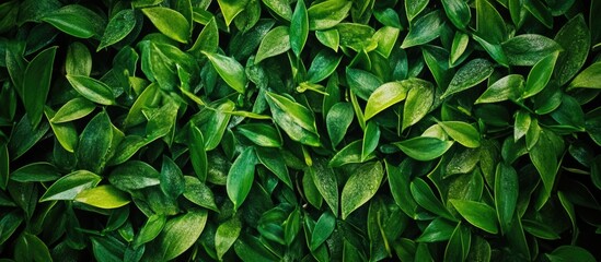 Fototapeta premium Dense green leaf background texture with various shades of green and glossy surfaces suitable for nature themes and Copy Space.