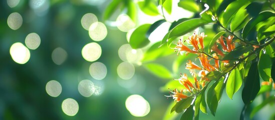 Obraz premium Colorful flowers with green leaves and bokeh background in natural light with Copy Space for text placement