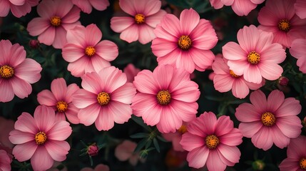 Vibrant top view of blooming pink cosmos flowers creating a lush garden landscape filled with natural beauty and color.