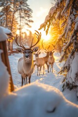 Obraz premium Deer in snow covered forest in winter with warm sunlight.