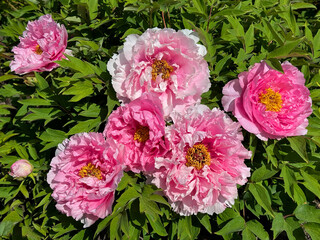 Pink blooms tree peony Paeonia suffruticosa  © OLENA LIALINA
