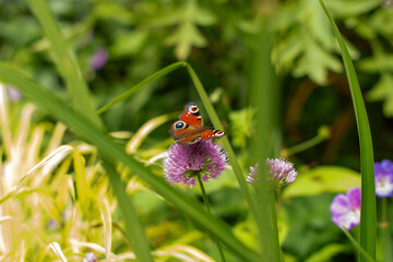 Un papillon très coloré  © chloe