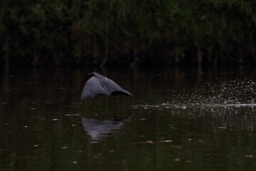 flying fox