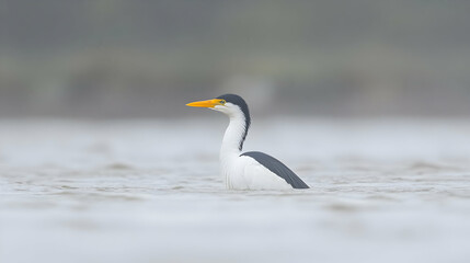 White-necked cormorant swimming, river, foggy background, wildlife photography