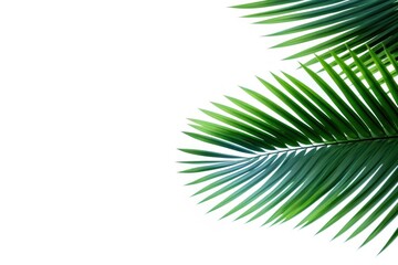 Obraz premium Palm leaves backgrounds outdoors nature.