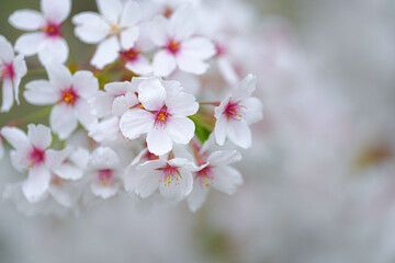 Fototapeta premium 桜