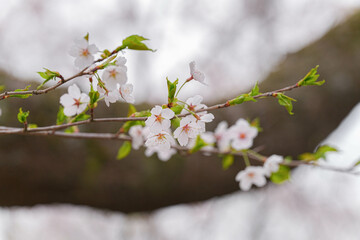 桜