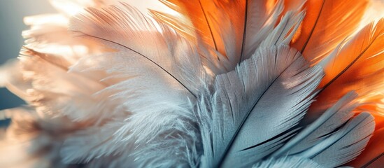 Colorful feathers in close-up detail showcasing vibrant orange and soft gray tones with intricate textures and shapes Copy Space