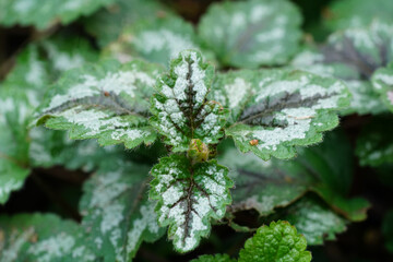 Closeup on the silver painted leafs of the early spring blossoming Variegated Yellow Archangel, Lamium galeobdolon,