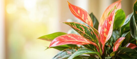Vibrant colorful houseplant with textured leaves in soft natural light with blurred background and ample Copy Space for text.