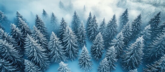 Obraz premium Aerial View of Snow-Covered Evergreen Forest in Winter with Fog