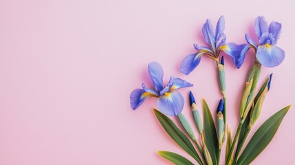 Naklejka premium Purple Iris Flowers on Pink Background with Copy Space