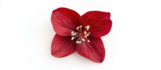 Red tropical flower isolated on white background with detailed petals and stamens ideal for botanical and floral designs Copy Space