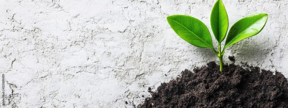 Poster green plant sprouting from dark soil on textured concrete background with ample copy space for text