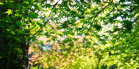 Maple tree and maple leaves in Japan before autumn season	