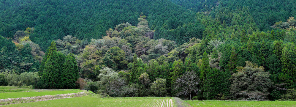 Forest in Japan before autumn season	
