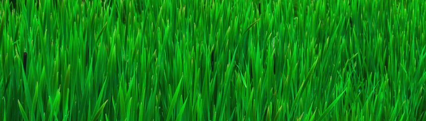 Grass, green and banner in nature for wallpaper, natural background and healthy environment. Field, ecosystem and texture in countryside for growth, sustainability and rural farmland in Denmark