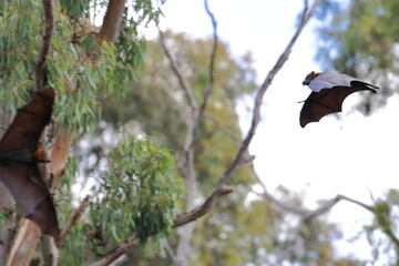flying fox