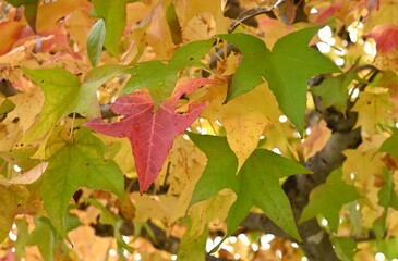 American sweetgum tree.  Altingiaceae deciduous tree  native to North America. The autumn foliage is beautiful and the aggregate fruits have sharp thorns.