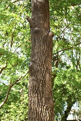 Fototapeta premium American sweetgum tree. Altingiaceae deciduous tree native to North America. The autumn foliage is beautiful and the aggregate fruits have sharp thorns.