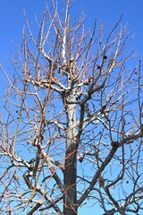 American sweetgum tree.  Altingiaceae deciduous tree  native to North America. The autumn foliage...
