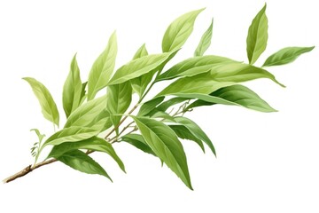 Fototapeta premium Tea leaves plant herbs leaf.