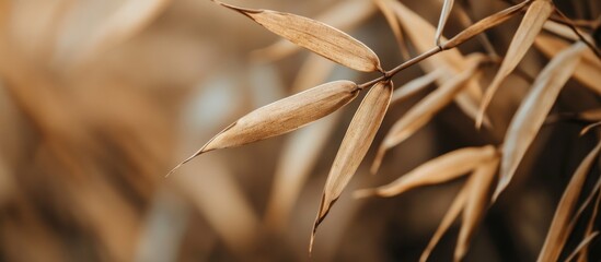 Dry bamboo leaves close-up with earthy tones natural background suitable for use in design projects with Copy Space