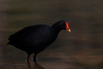 dusky moorhen