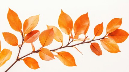 Naklejka premium Autumn leaves branch with vibrant orange foliage on a light background ideal for seasonal themes Copy Space