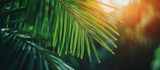 Close-up of green palm leaves with sunlight filtering through creating a soft bokeh effect Copy Space