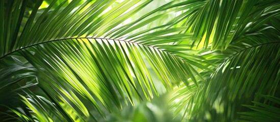 Obraz premium Lush green palm leaves with natural sunlight filtering through creating a vibrant tropical background Copy Space