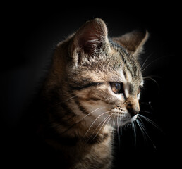 Un chat tel un portrait 