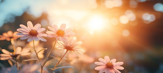 Pink Daisies Bloom in Golden Hour Sunlight with Bright Floral Bokeh, Clear Daylight, No Shadows