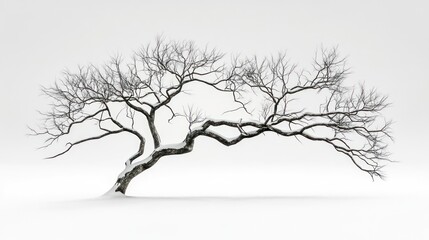 Winter tree, snow, branches, white background, nature, design