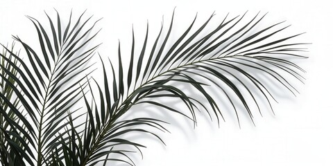 A majestic palm tree unfurls its long, slender, ebony fronds symmetrically, gracefully tilting to the left, evoking serenity and exotic allure in an enchanting display