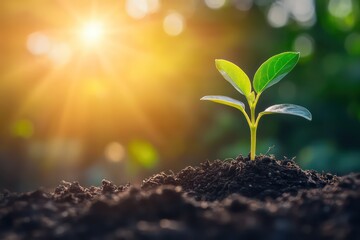 A young green plant rising from cracked soil under the bright sun, signifying hope, growth, and the start of something new.