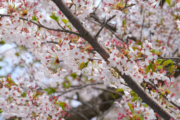 桜
