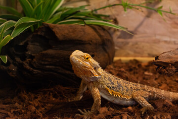 Bearded dragon in the terrarium