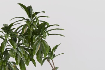 tree leaves nature on white background 3d