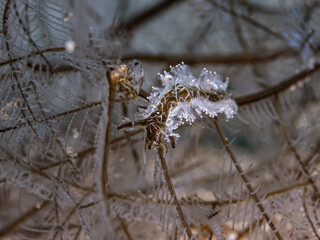 Eubranchus nudibranch close up