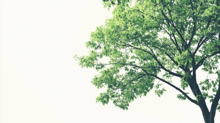 Fototapeta premium A vibrant green tree with a broad, leafy canopy set against a pristine white background, illustrating the freshness of a spring forest.