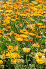 Calendula Officinalis Flower with Bright Yellow and Orange Petals