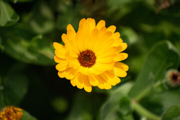 Calendula Stellata Flower with Vibrant Yellow and Orange Blooms
