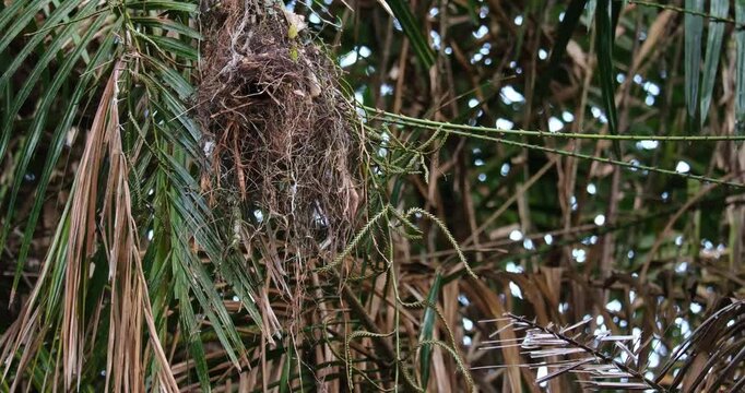 Hanging on its nest, a Long-tailed Broadbill Psarisomus dalhousiae flew back out again.